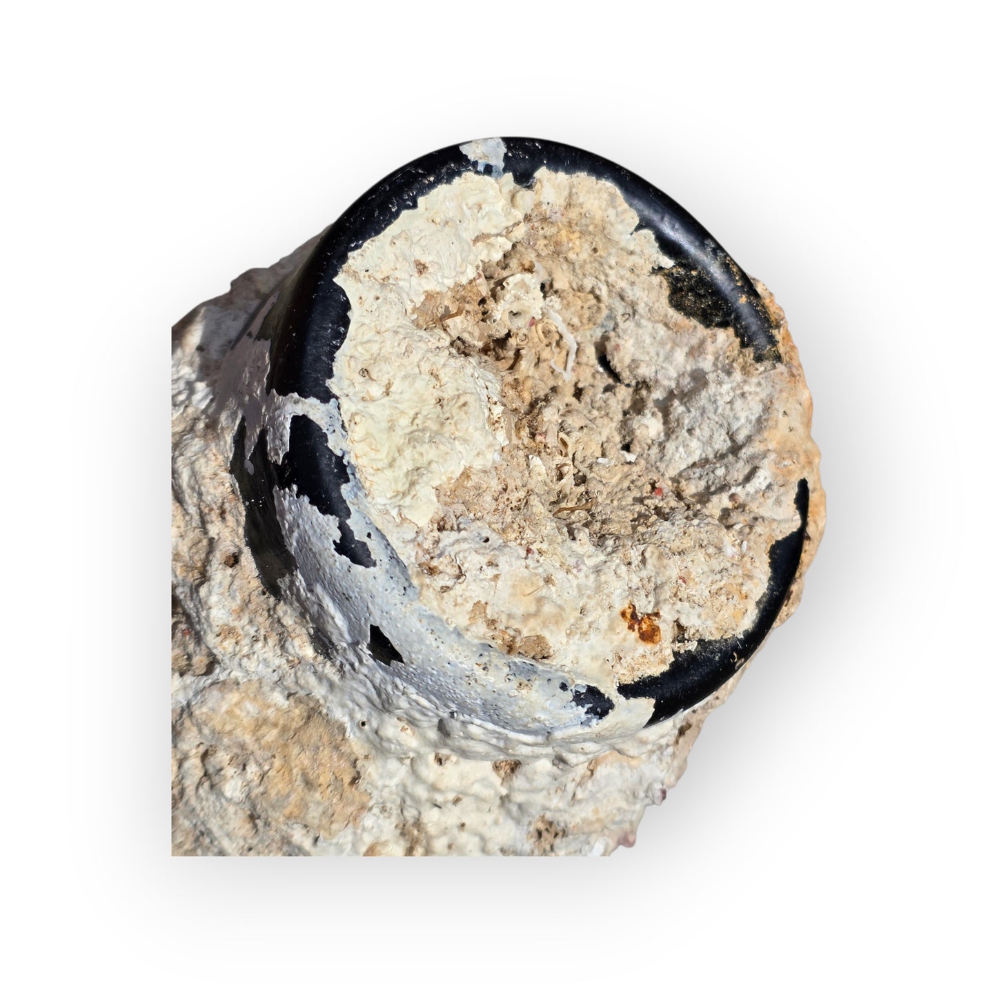 Shipwreck-Recovered English Antique Black Glass Cylinder Bottle with Marine Concretion, c.1840