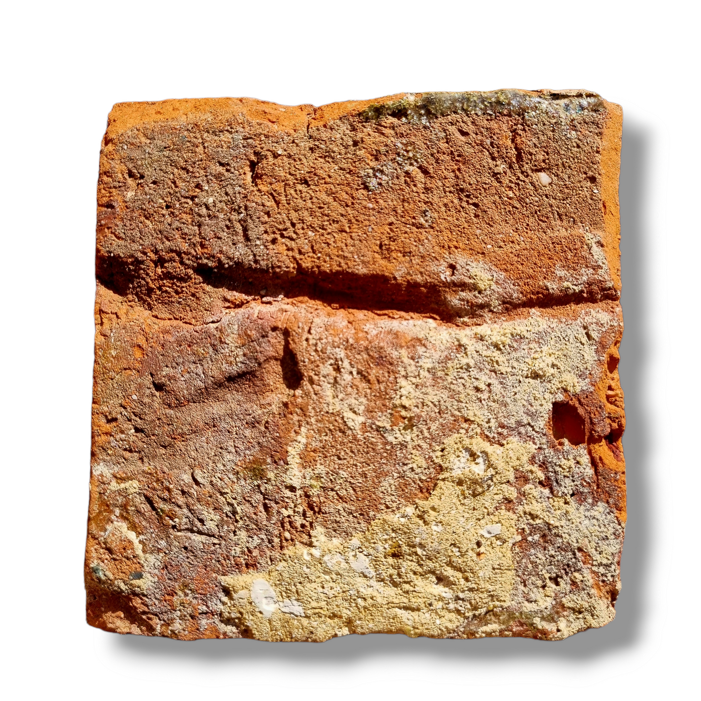 14thC / Medieval Period English Antique Encaustic Floor Tile Depicting Vines And Foliage